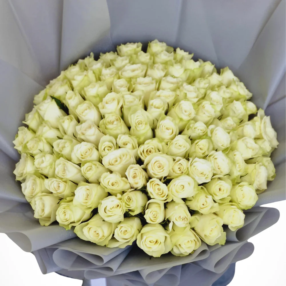 Shades of White - 100 Rose