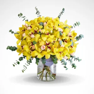 Yellow Cymbidium Flare