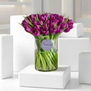 Musical Night - 50 Tulips