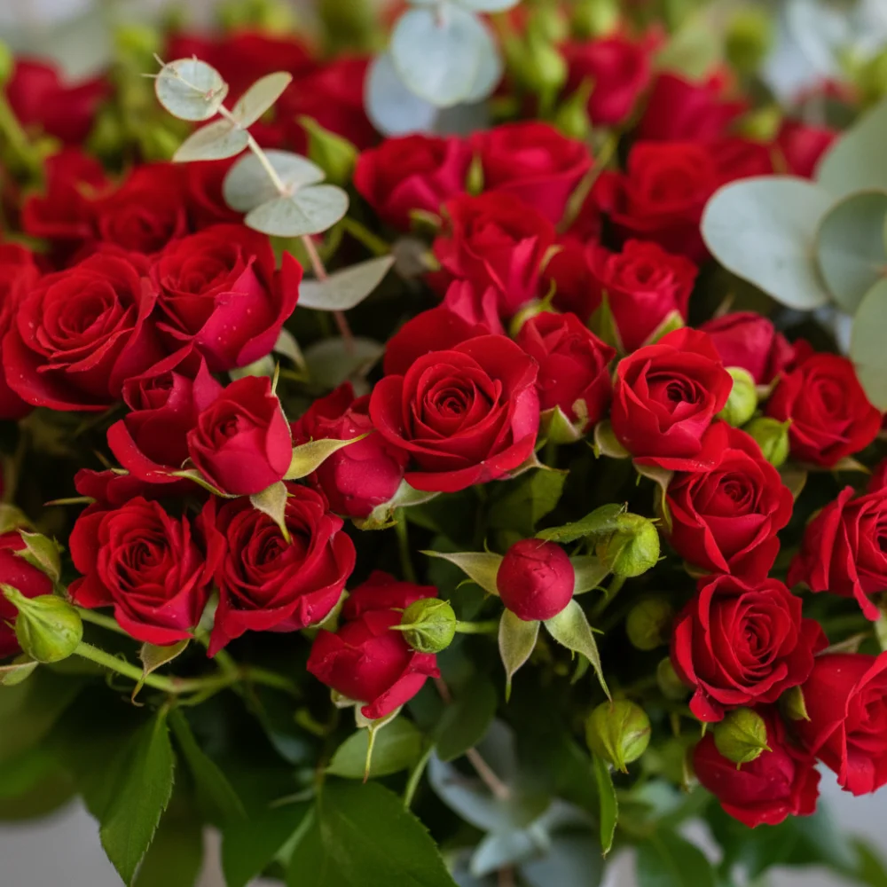 The tenderness of Love - 50 stems baby rose