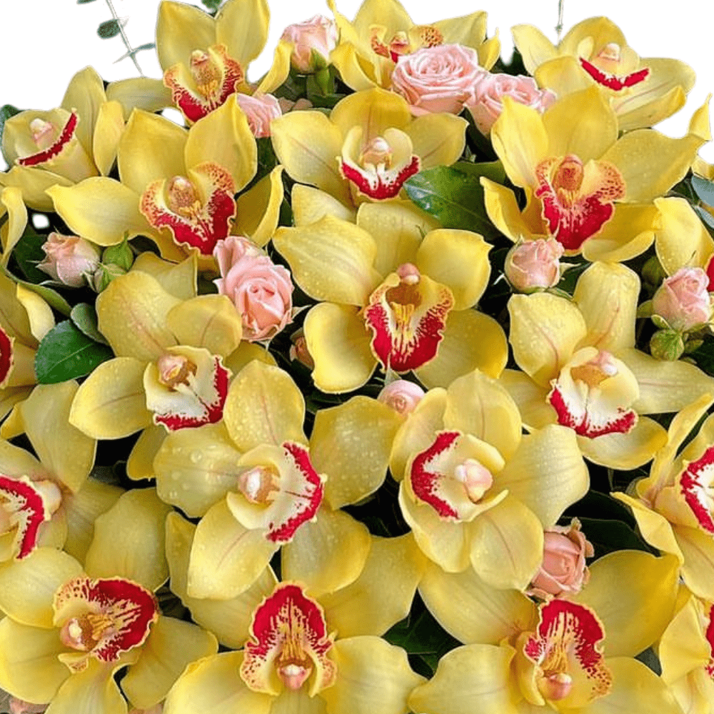 Yellow Cymbidium Flare