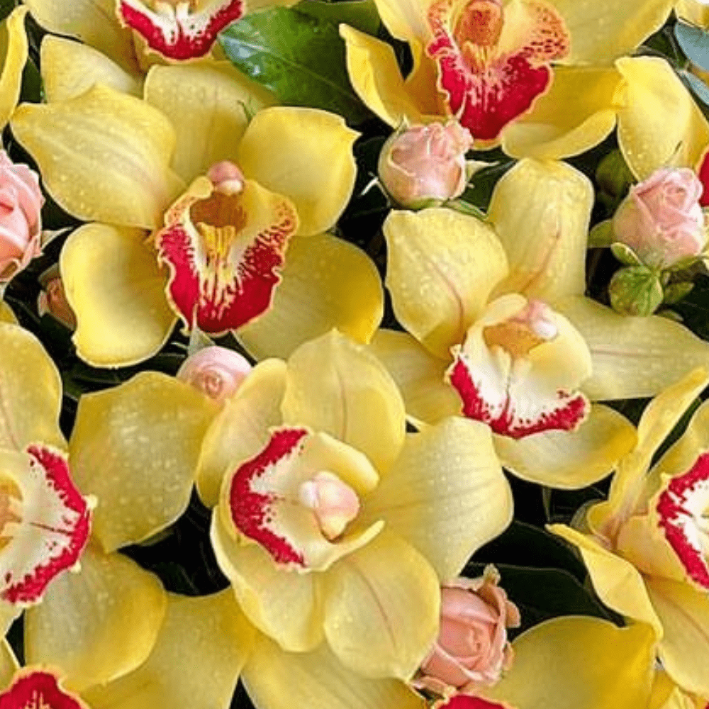 Yellow Cymbidium Flare