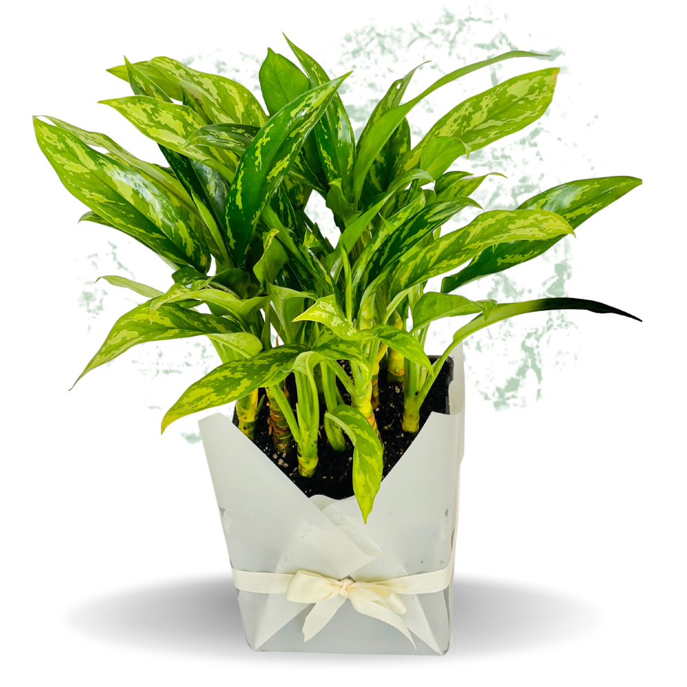 Peace Lily Plant - Fresh Natural Plant